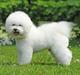 Bichon à poil frisé Zico