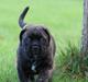 Bullmastiff Bullgrin's Deep Thought "Pawla"