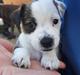 Jack russell terrier Alma