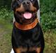 Rottweiler Berta