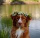 Nova scotia duck tolling retriever Shaggy Toller´s Foxy Aslan