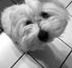 Coton de tulear Molly