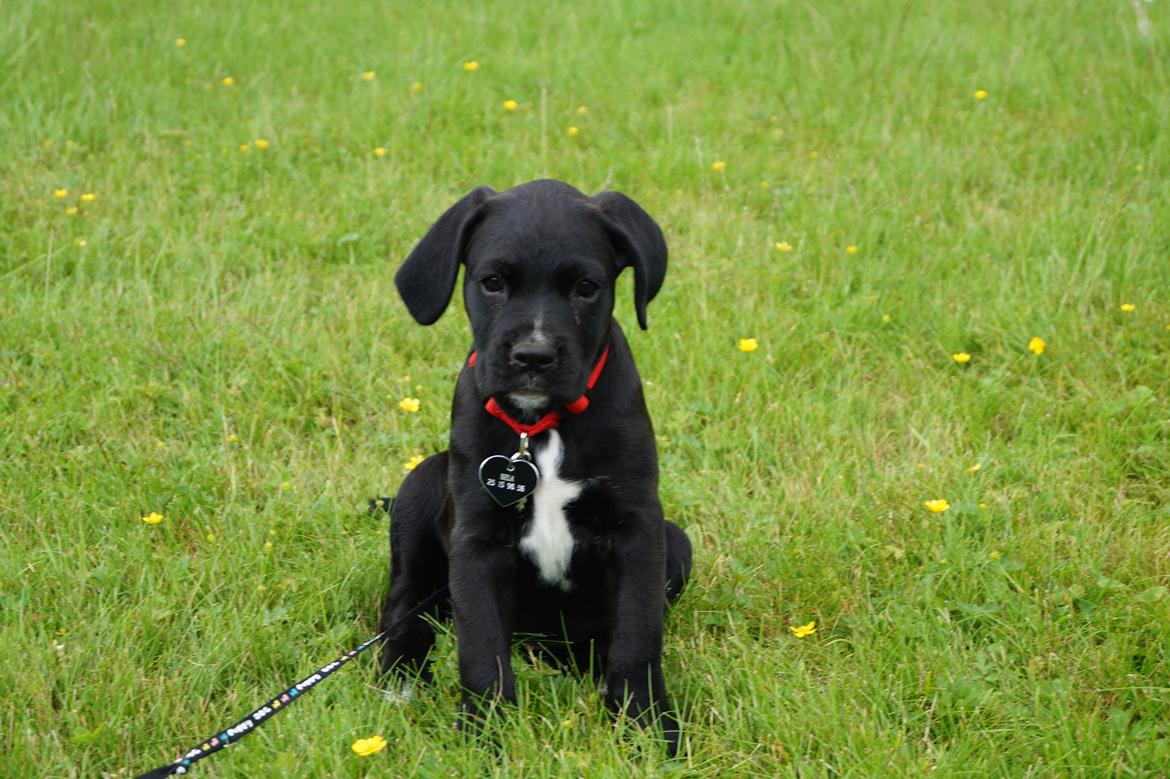 Blanding af racer Nela billede 1