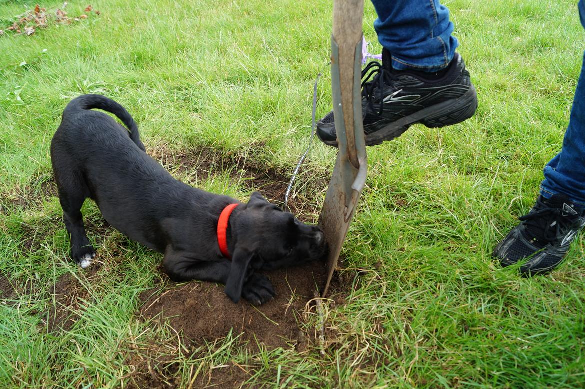 Blanding af racer Nela billede 8