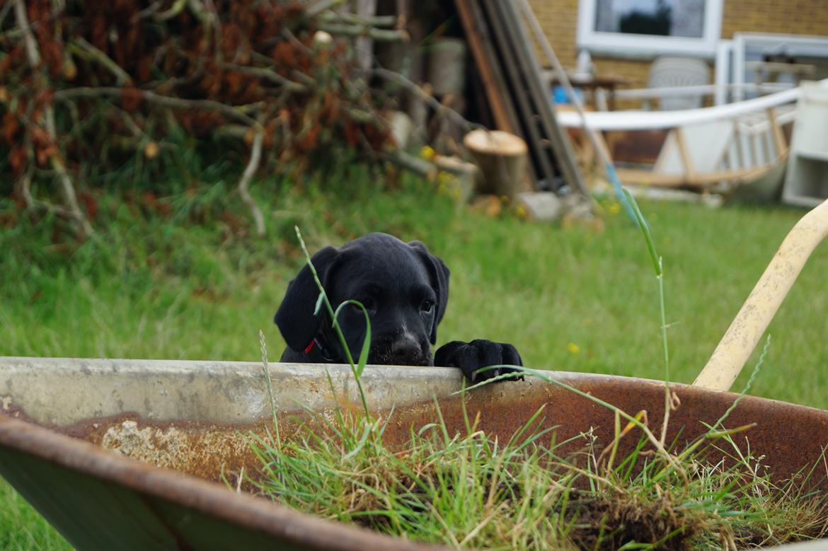 Blanding af racer Nela billede 10