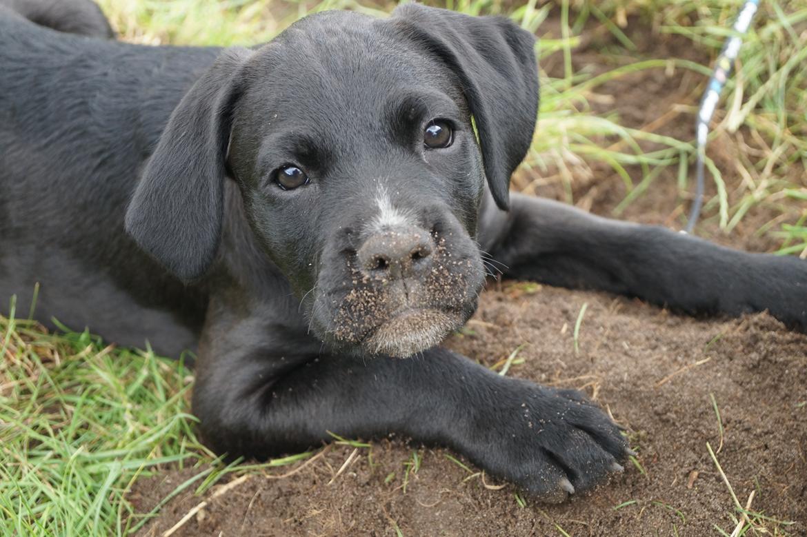 Blanding af racer Nela billede 9