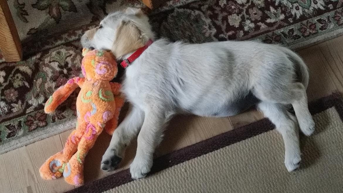 Golden retriever Sindie - Lillepigens 1. aften i stuen billede 5