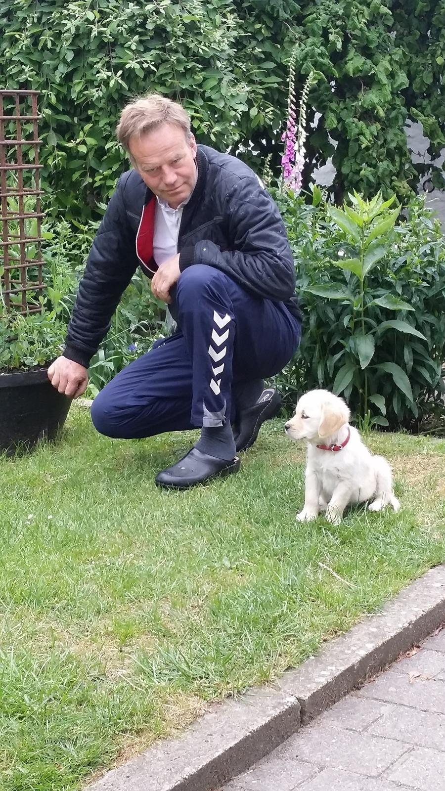 Golden retriever Sindie - Sindie skal være med til livet på ejendommen 1. morgen billede 1