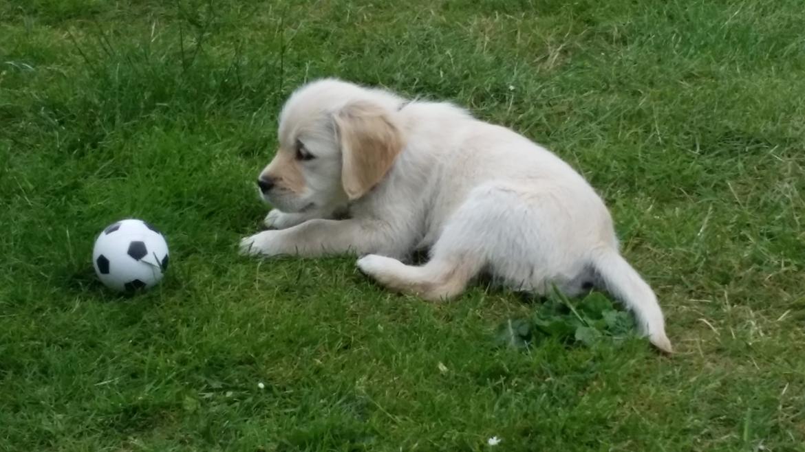 Golden retriever Sindie billede 6