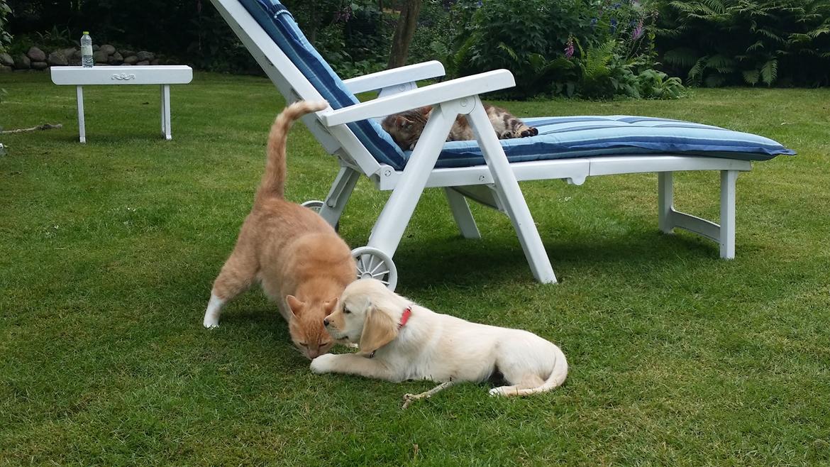 Golden retriever Sindie - de 2 barnepiger  billede 8