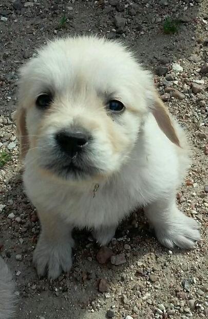 Golden retriever Sindie - Lillepigen som hun så ud få dage efter vi havde besluttet os billede 3