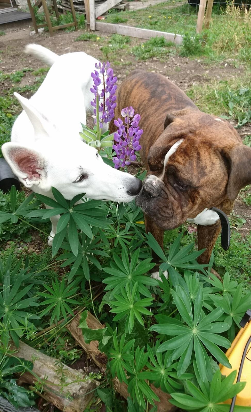 Olde english bulldogge Albert  billede 3