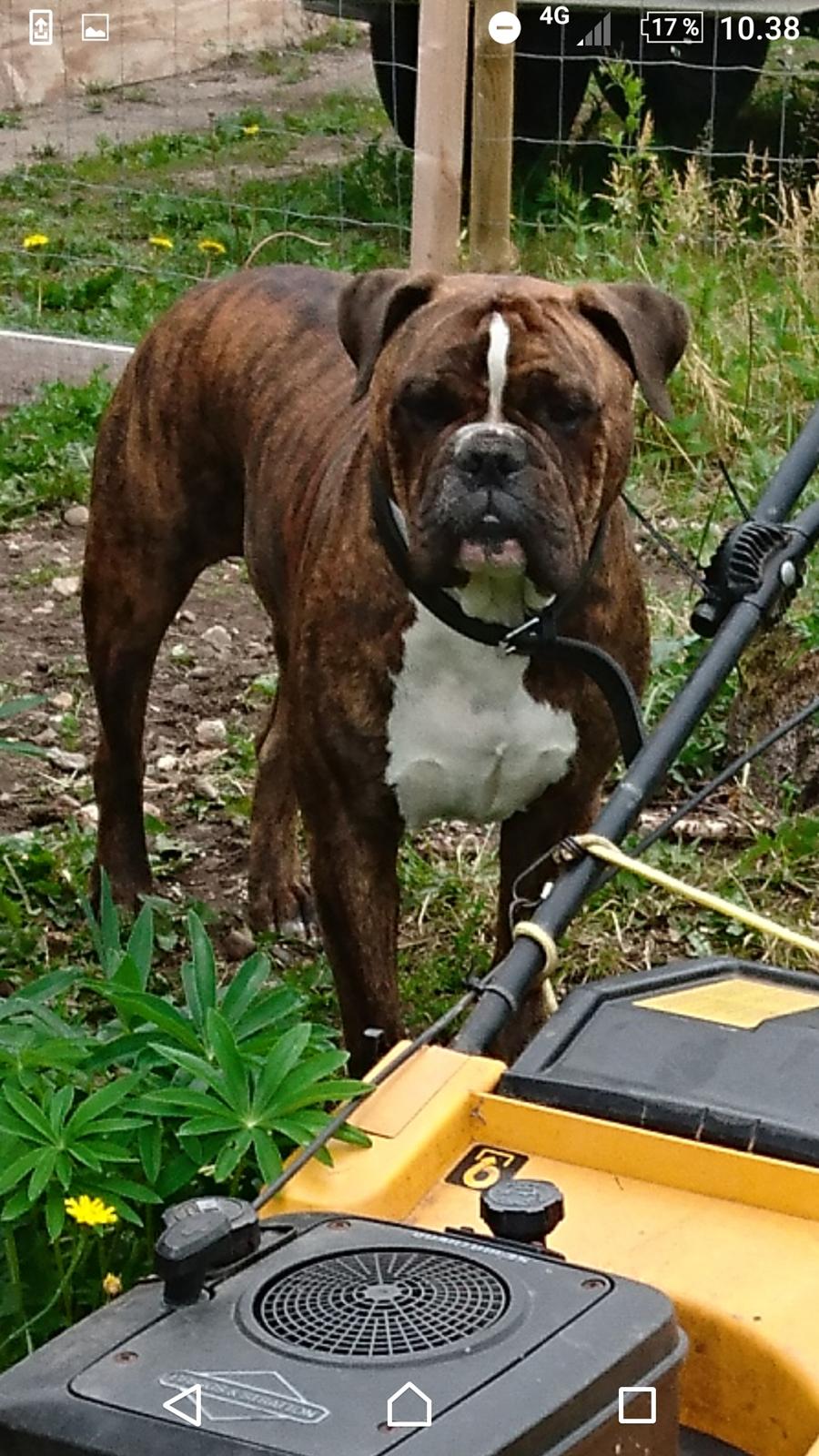 Olde english bulldogge Albert  billede 1