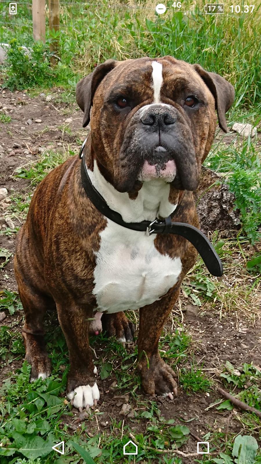 Olde english bulldogge Albert  billede 2