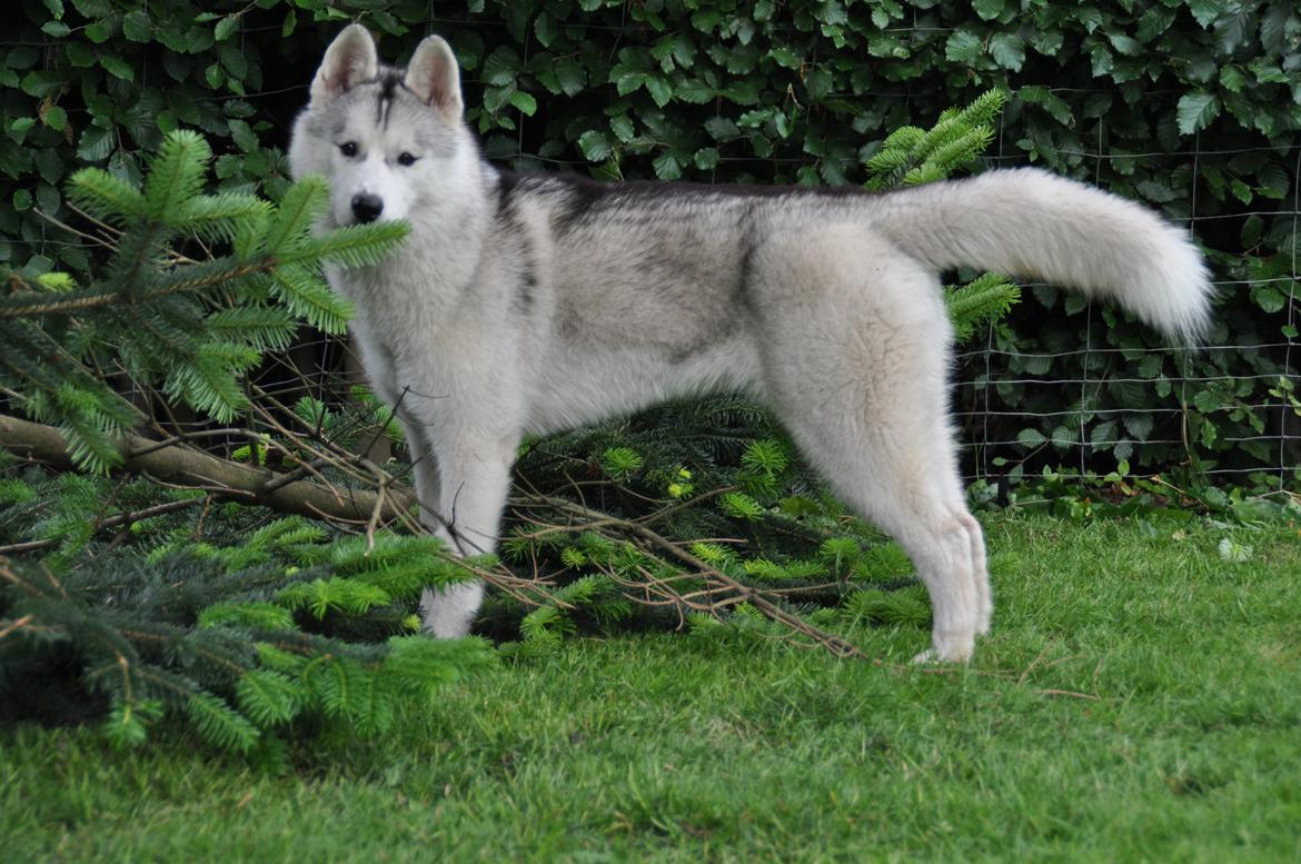 Siberian husky Girl's Talk Star'n Nordica (Penny) billede 2