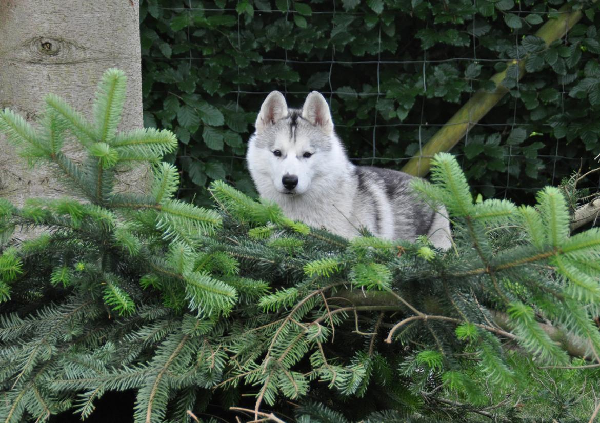 Siberian husky Girl's Talk Star'n Nordica (Penny) billede 3