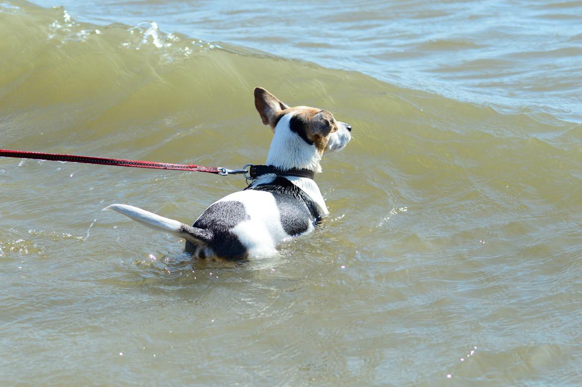 Jack russell terrier Jackie - 2016 tur på Rømø :-) billede 14