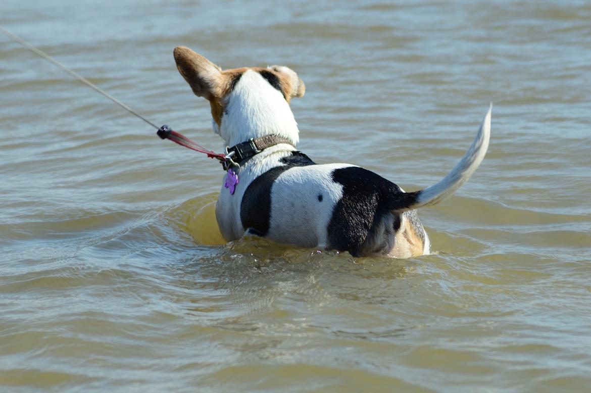 Jack russell terrier Jackie - 2016 tur på Rømø :-) billede 13