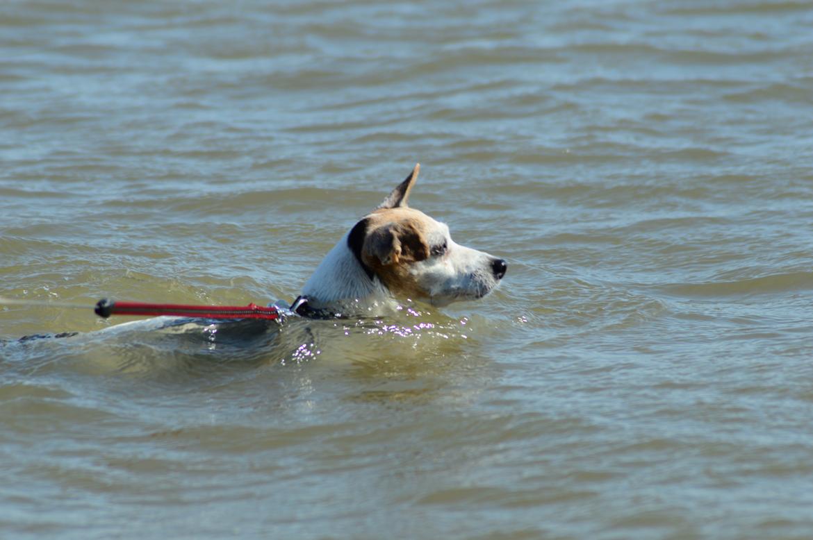 Jack russell terrier Jackie - 2016 tur på Rømø :-) billede 12