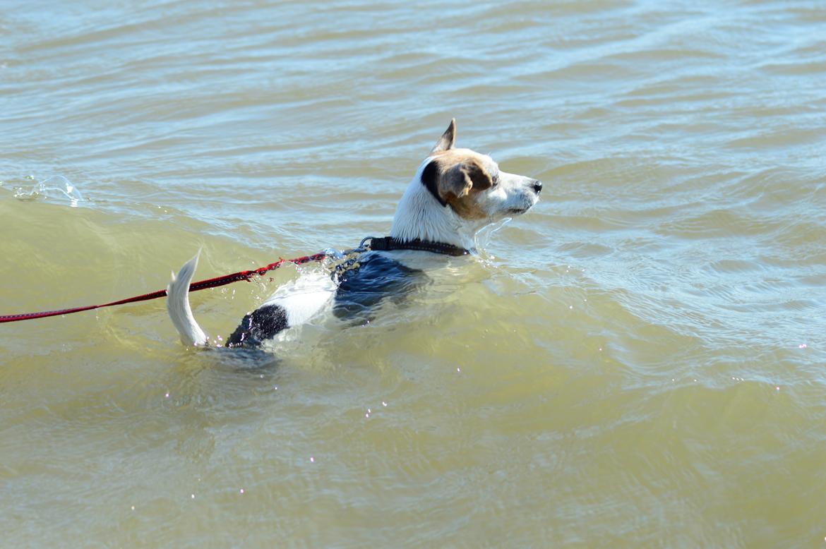 Jack russell terrier Jackie - 2016 tur på Rømø :-) billede 15