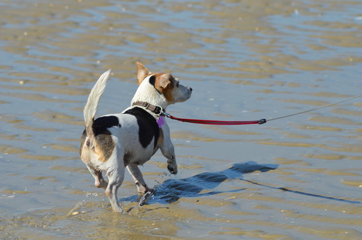 Jack russell terrier Jackie - 2016 tur på Rømø :-) billede 10