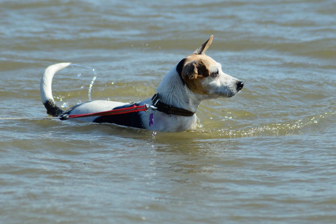 Jack russell terrier Jackie - 2016 tur på Rømø :-) billede 11