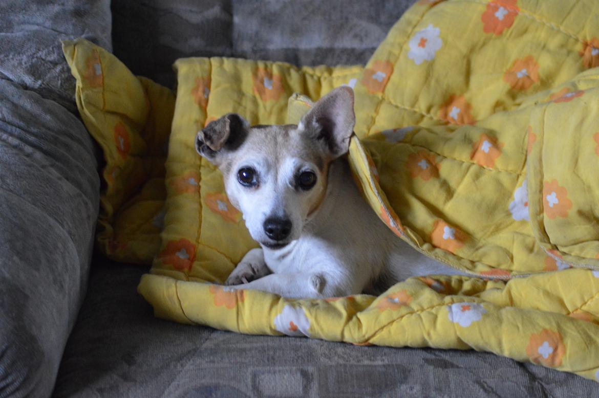 Jack russell terrier Jackie - 2016 billede 8