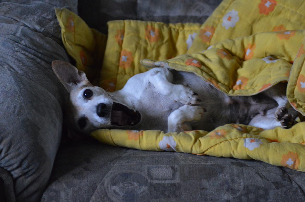 Jack russell terrier Jackie - 2016 billede 9