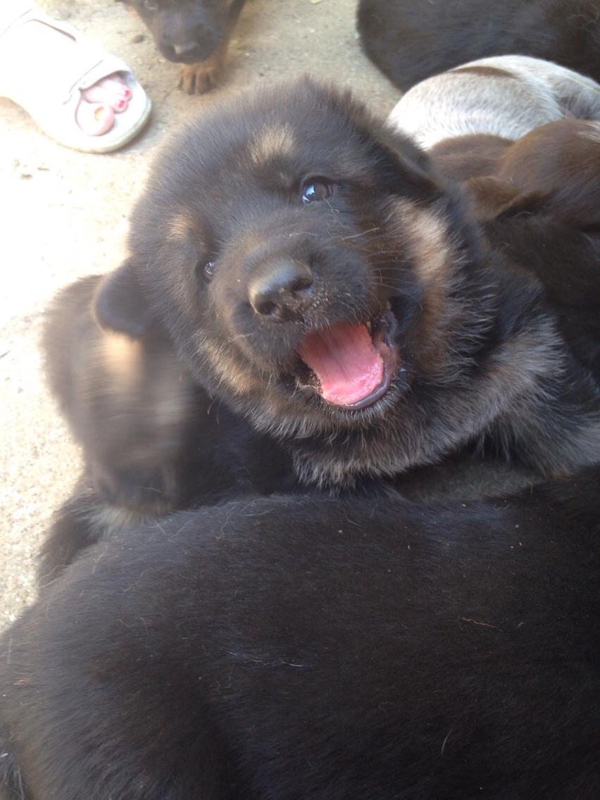 Schæferhund Enzo - 4 uger gammel :-) billede 5