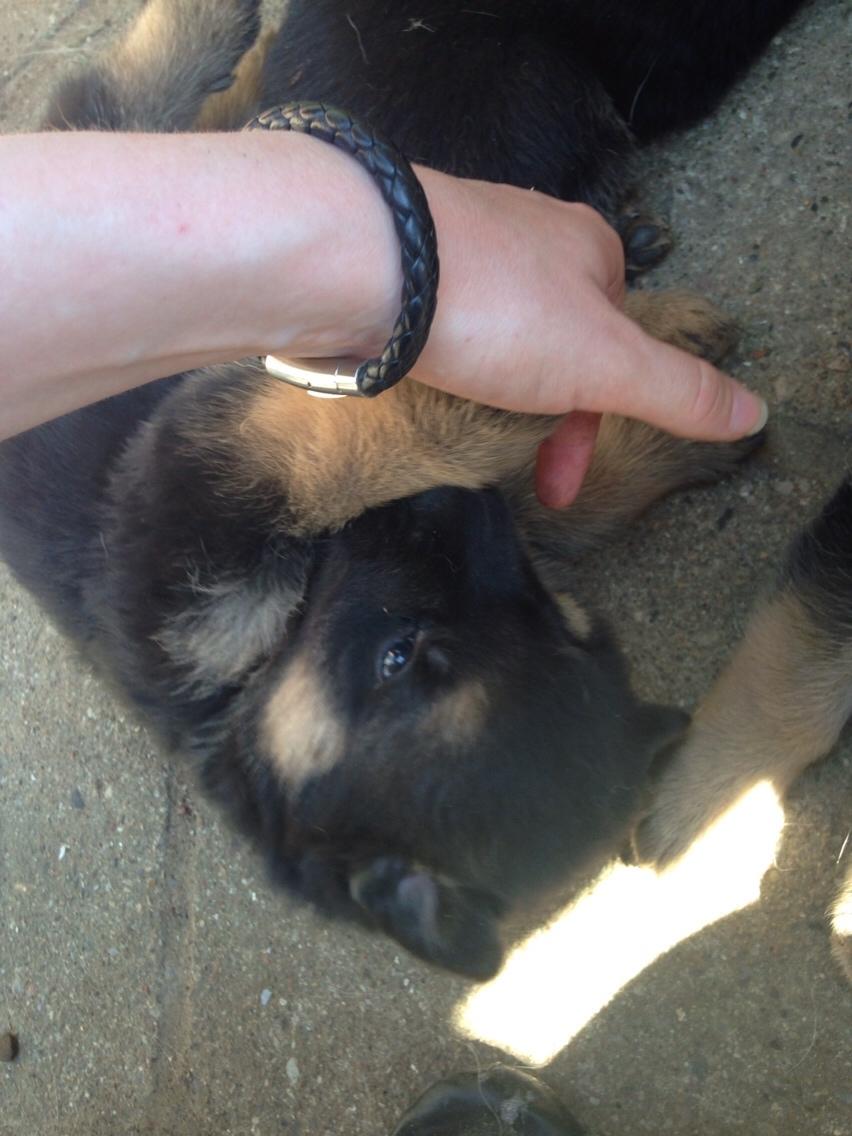 Schæferhund Enzo - 4 uger gammel :-) billede 8