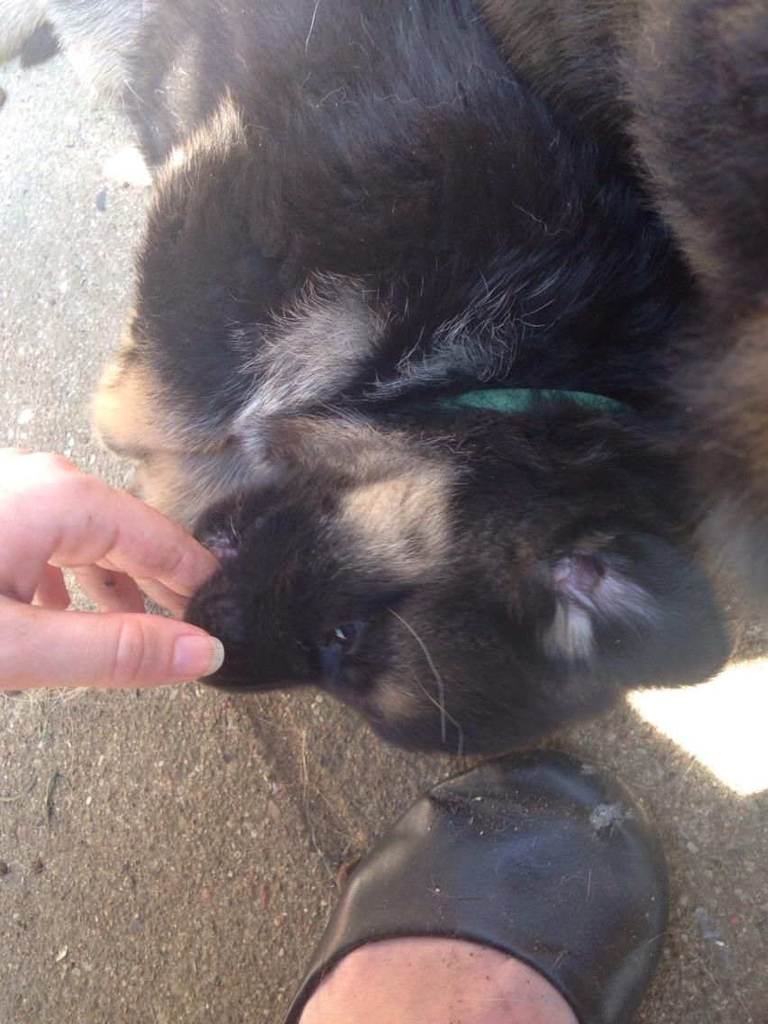 Schæferhund Enzo - 4 uger gammel :-) billede 7