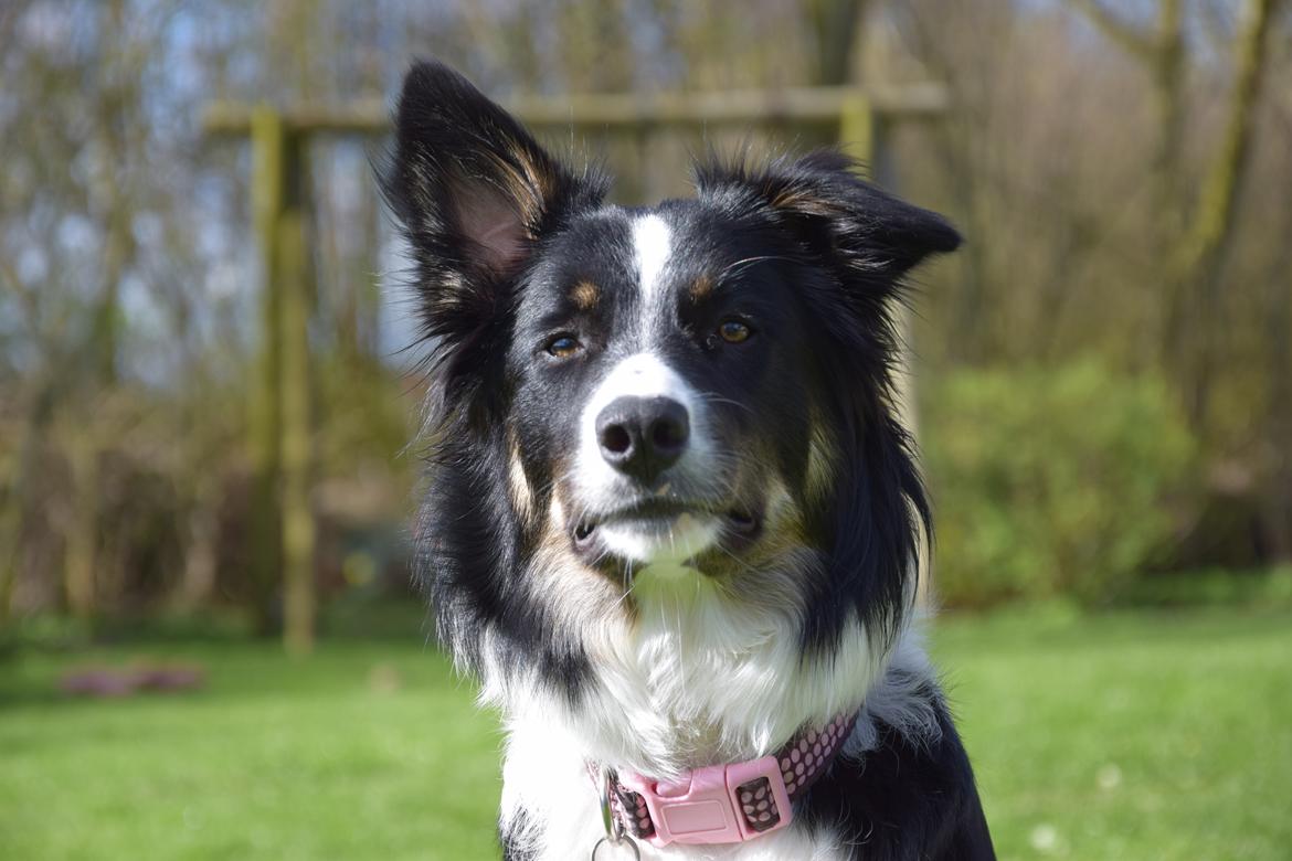 Border collie Mayzie  billede 17