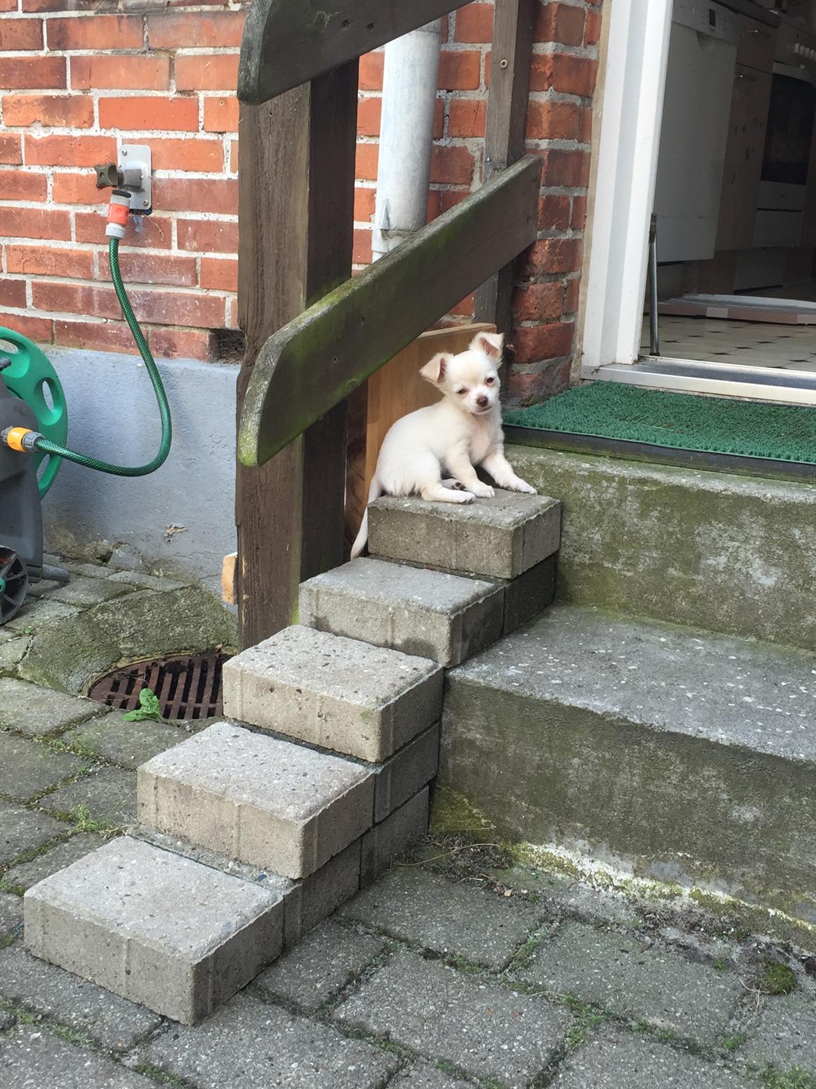 Chihuahua Ziggi billede 5