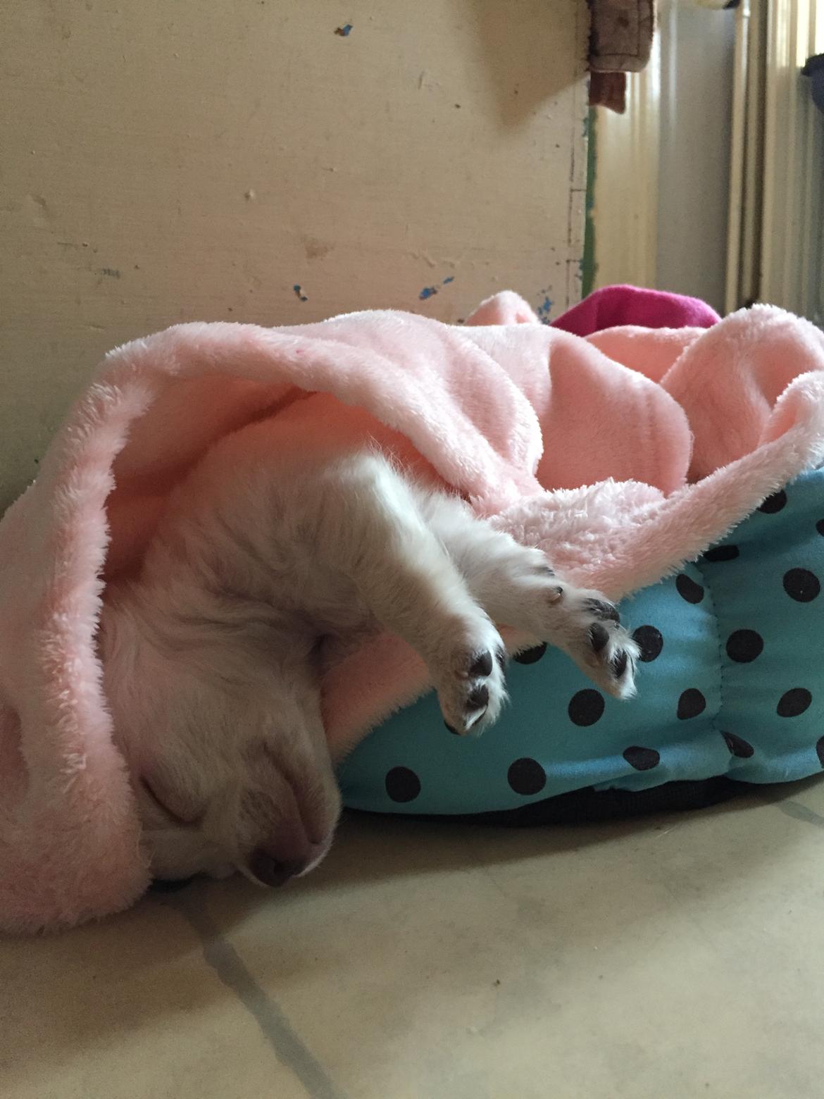 Chihuahua Ziggi billede 8