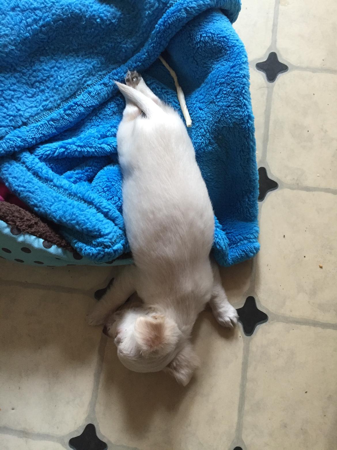 Chihuahua Ziggi billede 11