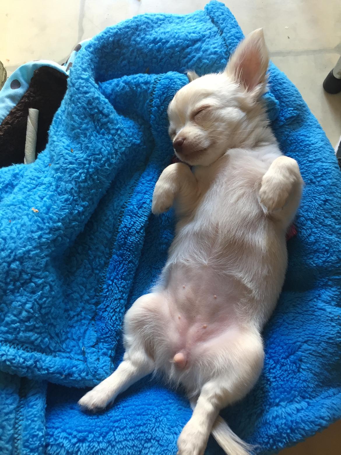 Chihuahua Ziggi billede 12