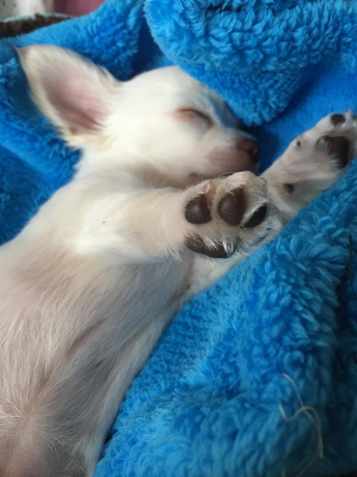 Chihuahua Ziggi billede 15