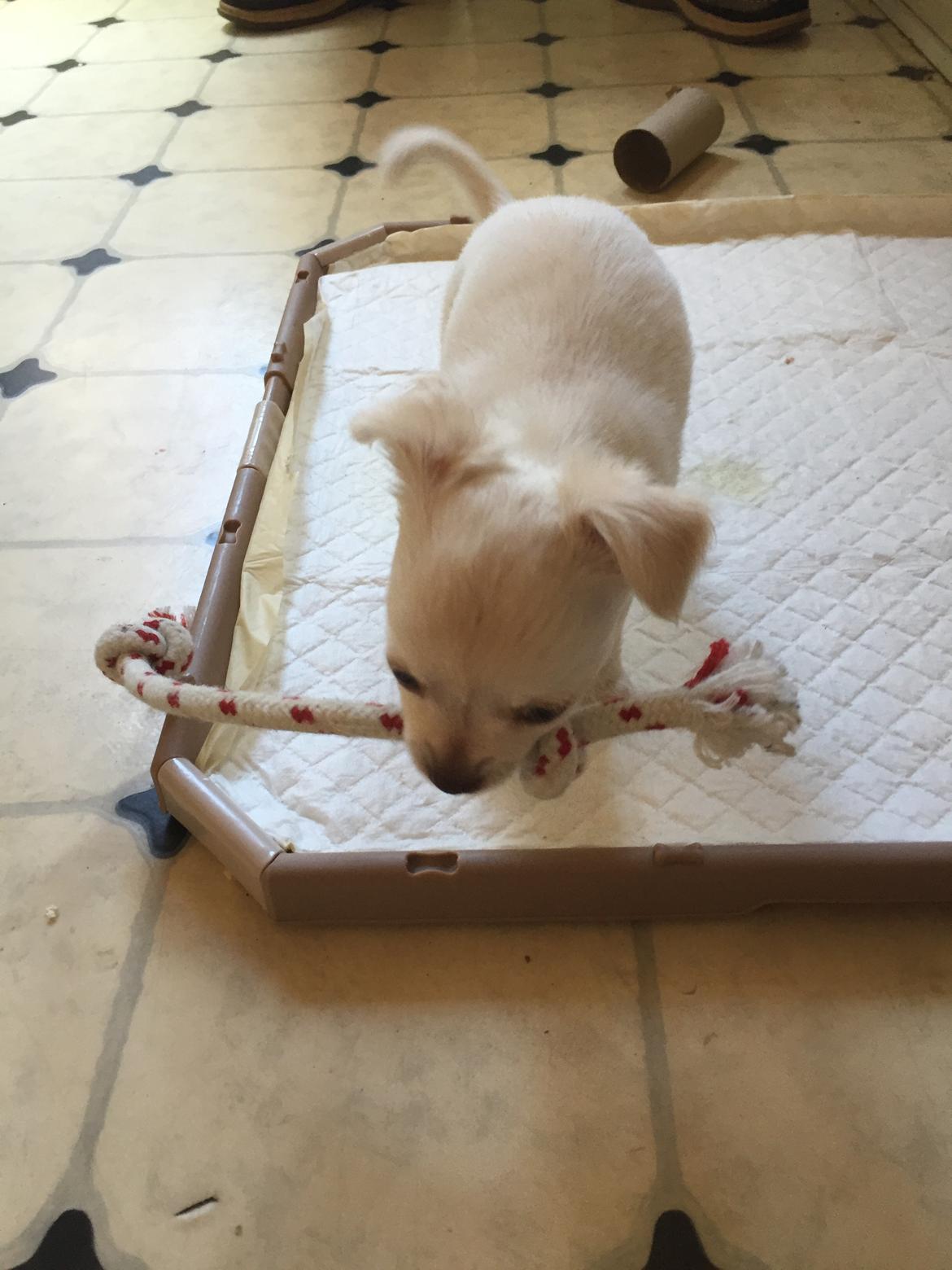 Chihuahua Ziggi billede 17