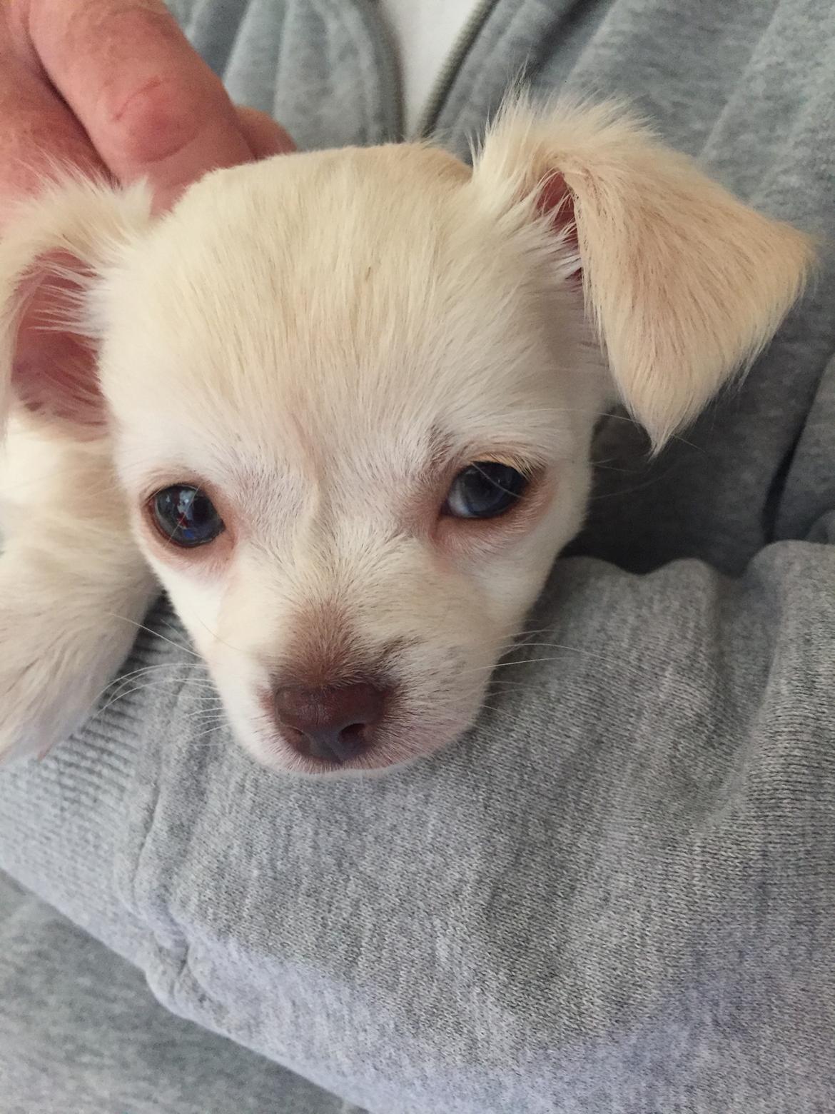 Chihuahua Ziggi billede 18