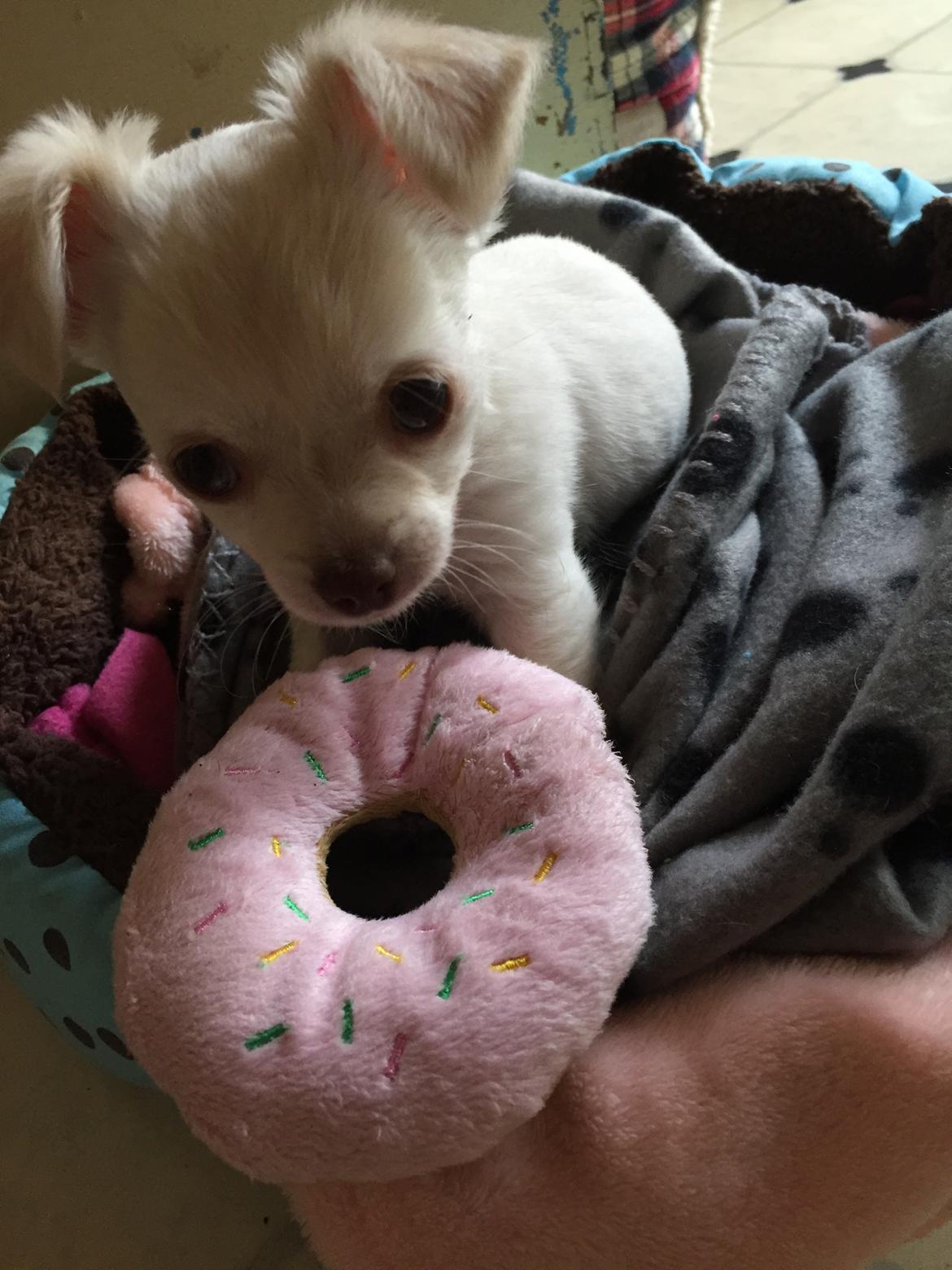 Chihuahua Ziggi billede 20