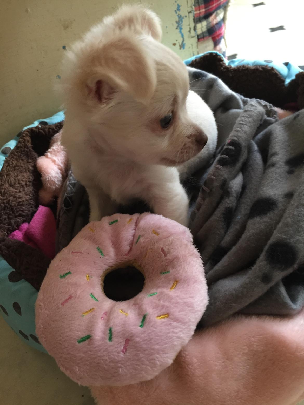 Chihuahua Ziggi billede 21