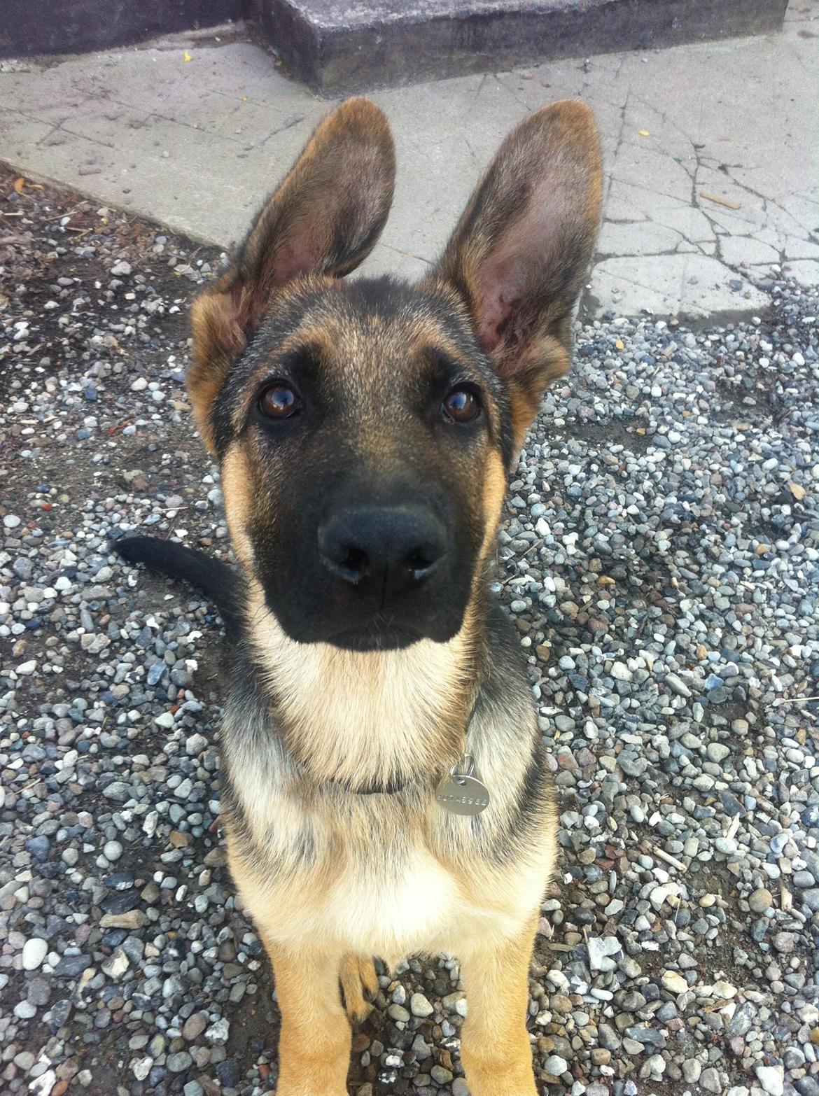 Schæferhund Milo billede 27