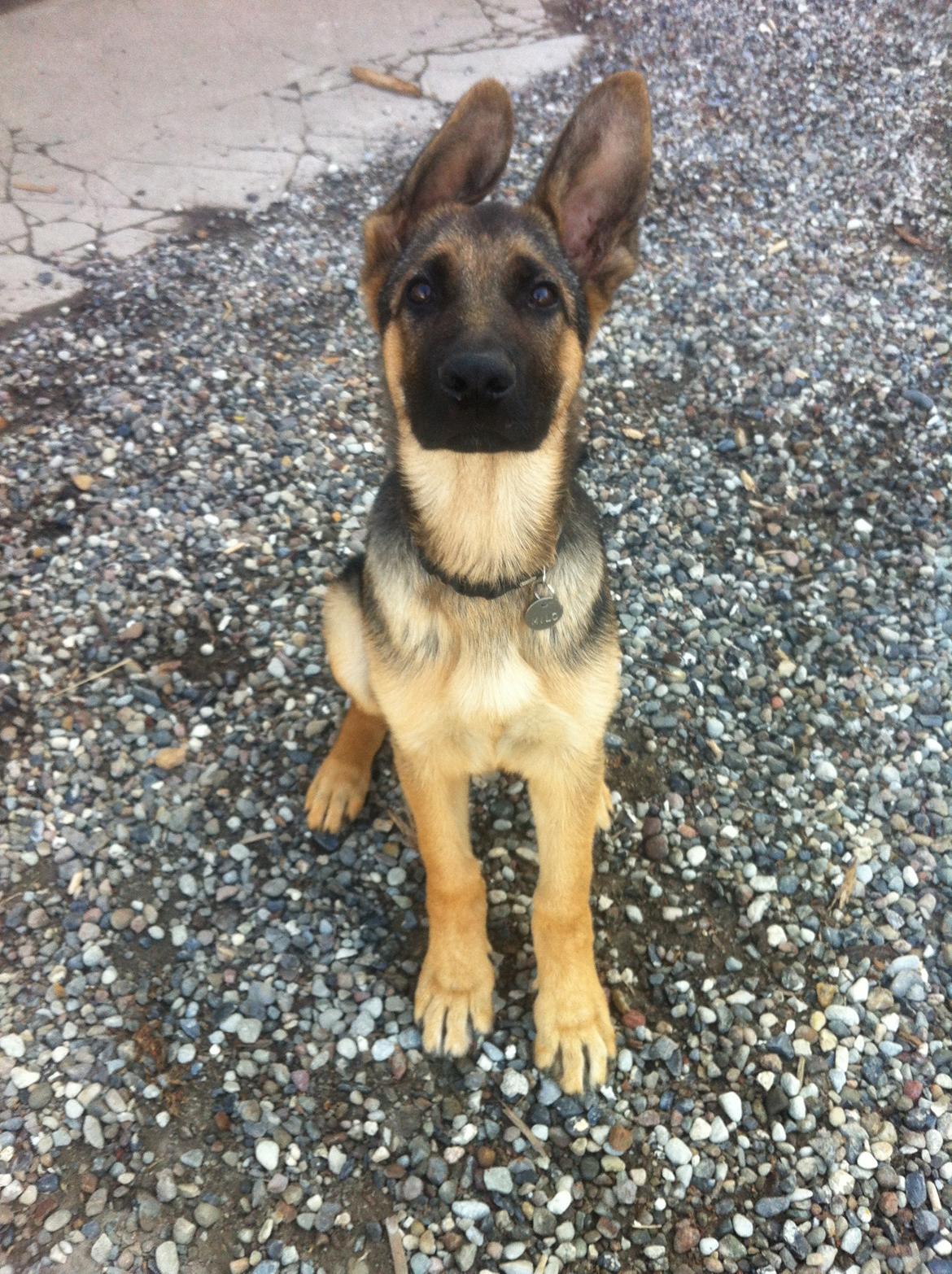 Schæferhund Milo billede 26