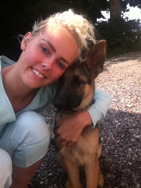 Schæferhund Milo billede 28