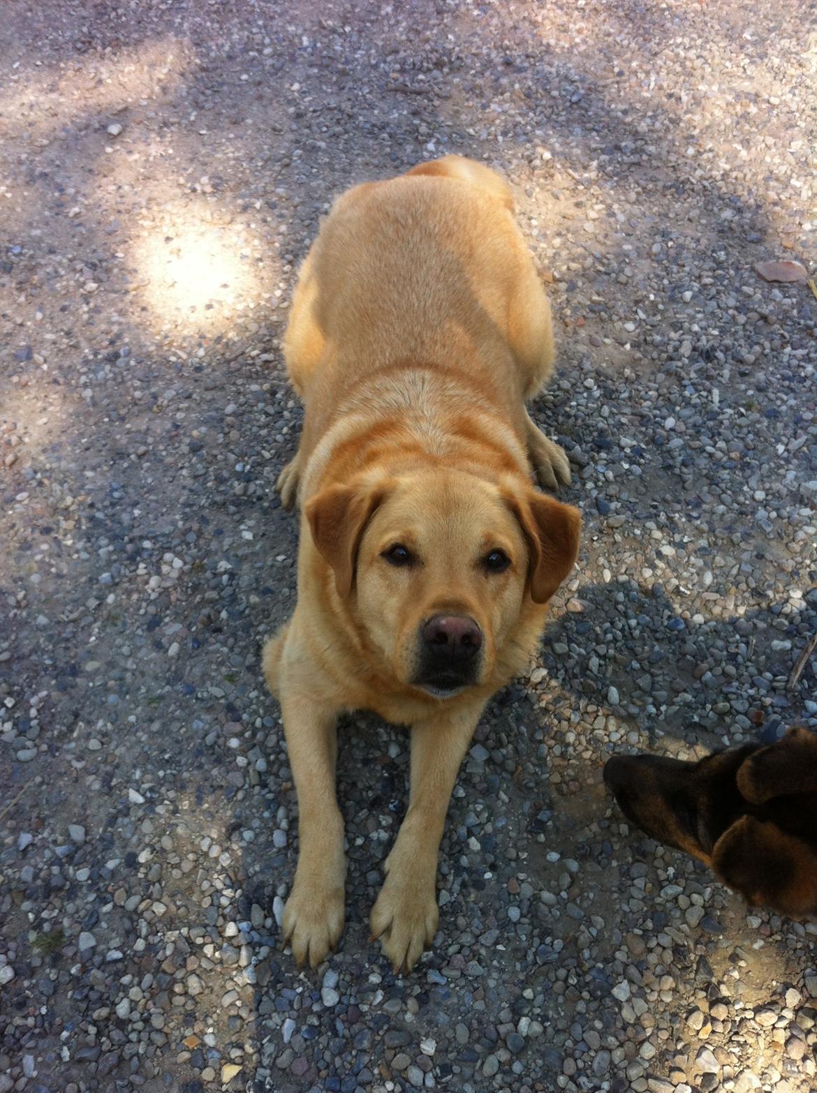 Blanding af racer Diego  billede 14