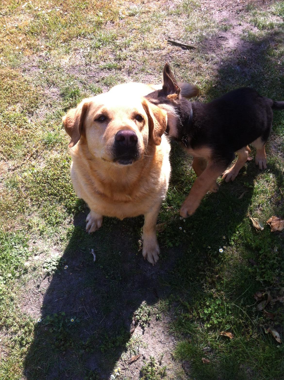 Blanding af racer Diego  billede 16