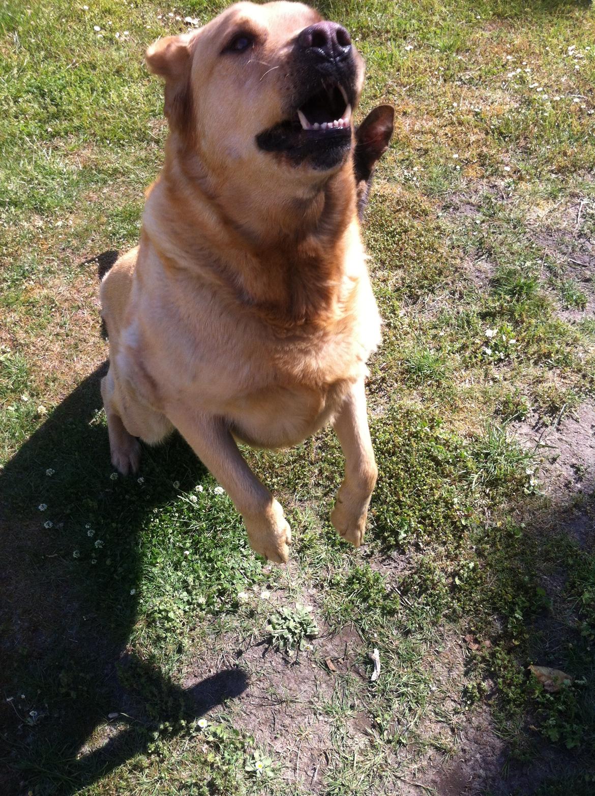 Blanding af racer Diego  billede 15