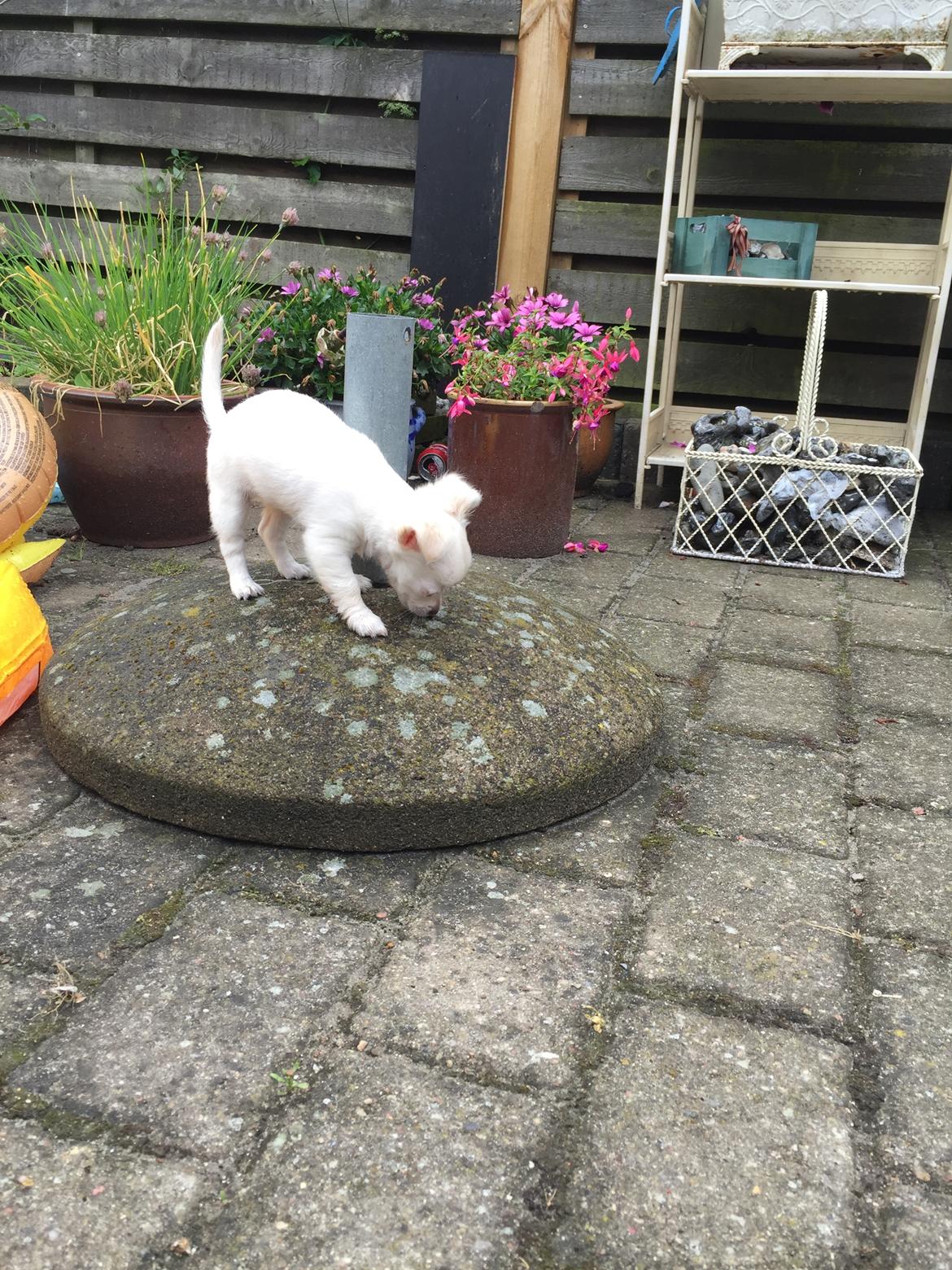 Chihuahua Ziggi billede 24