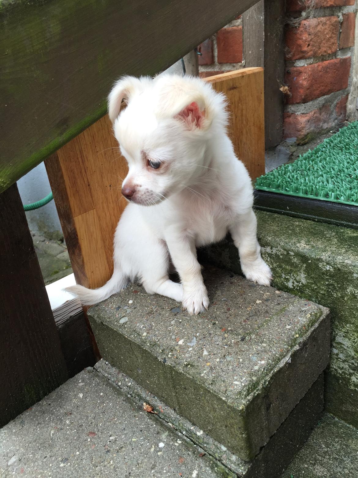 Chihuahua Ziggi billede 26