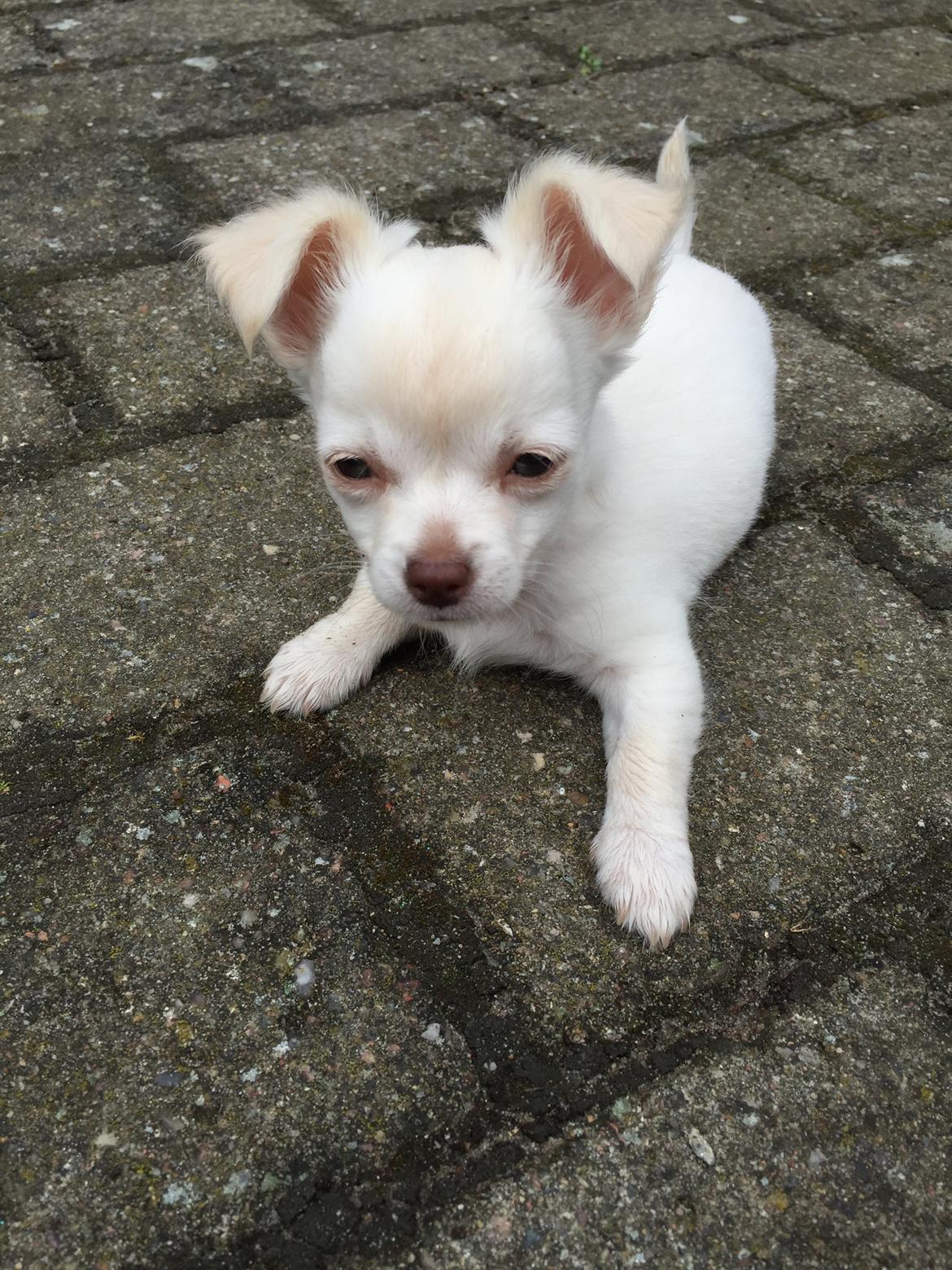 Chihuahua Ziggi billede 25